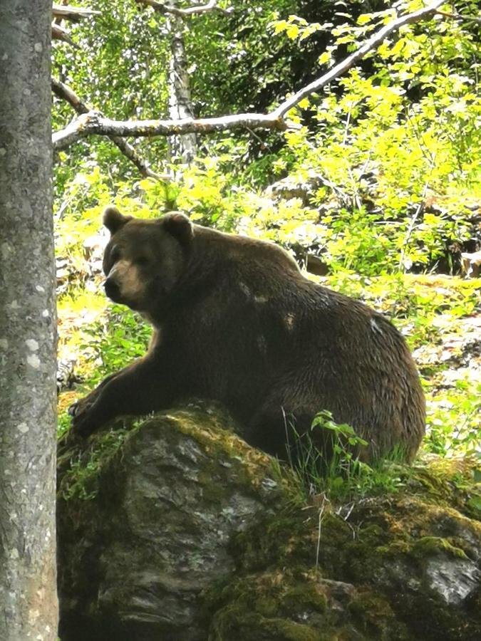 Anno - Wohlfuehlen Am Bachal In Altschoenau Neuschoenau Luaran gambar